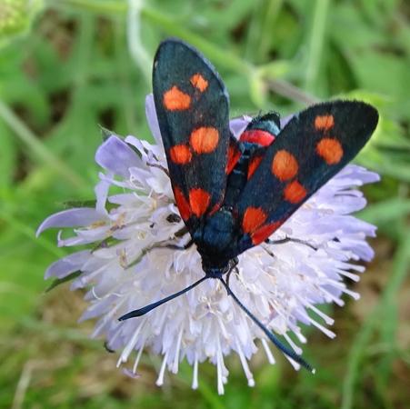 Zygaena ephialtes